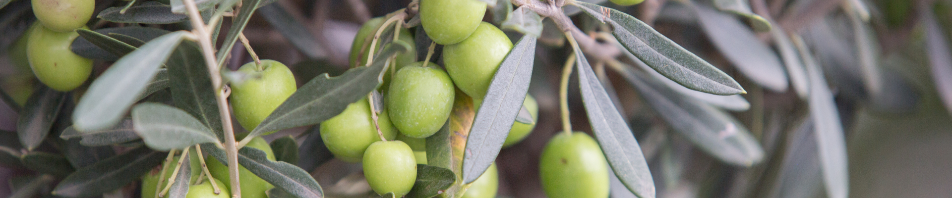 Zeytin Yağı Sabunu